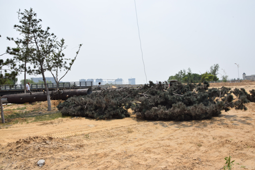 �F���C�ϴ��S�����������