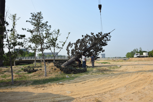 �F���C�ϴ��S�����������